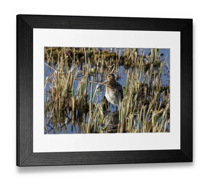 Framed Print : Common Snipe, winter in cut reed, Minsmere Suffolk Framed Print : Common Snipe, winter in cut reed, Minsmere Suffolk