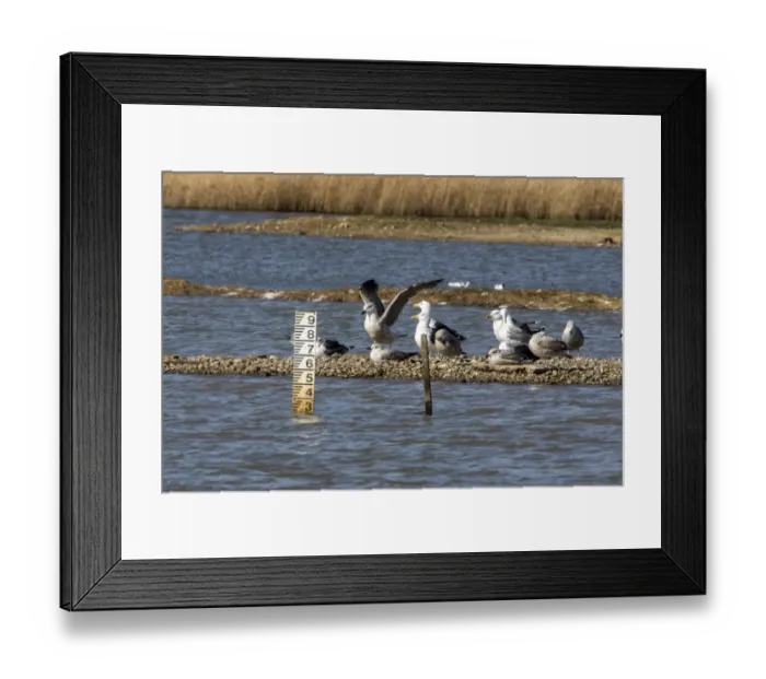 Framed Print : Water level depth gauge on East Scrape, Minsmere Suffolk. With Lesser Black backed Gulls