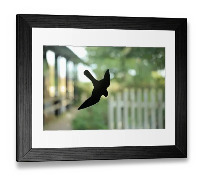 Framed Print : Bird deterrent falcon on window, to prevent birds colliding into glass, Suffolk, England, October Framed Print : Bird deterrent falcon on window, to prevent birds colliding into glass, Suffolk, England, October