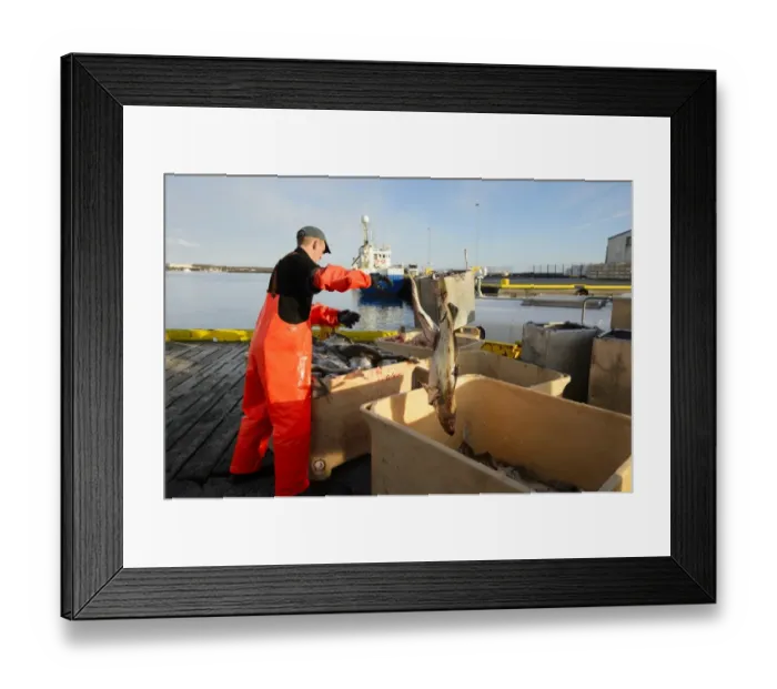 Framed Print : Commercial fishing, unloading and sorting Atlantic Cod (Gadus morhua) catch in harbour, Grindavik, Southern Peninsula Framed Print : Commercial fishing, unloading and sorting Atlantic Cod (Gadus morhua) catch in harbour, Grindavik, Southern Peninsula