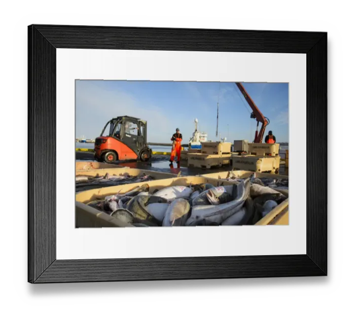 Framed Print : Commercial fishing, unloading and sorting Atlantic Cod (Gadus morhua) and Common Ling (Molva molva) catch in harbour Framed Print : Commercial fishing, unloading and sorting Atlantic Cod (Gadus morhua) and Common Ling (Molva molva) catch in harbour