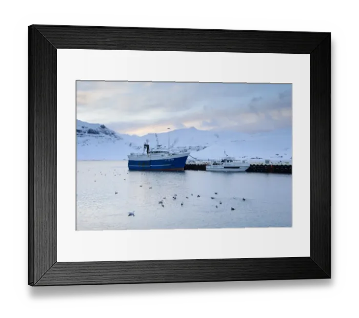 Framed Print : Commercial fishing boats, Common Eider (Somateria mollissima) and seagull flock in coastal harbour, Grundarfjordur Framed Print : Commercial fishing boats, Common Eider (Somateria mollissima) and seagull flock in coastal harbour, Grundarfjordur