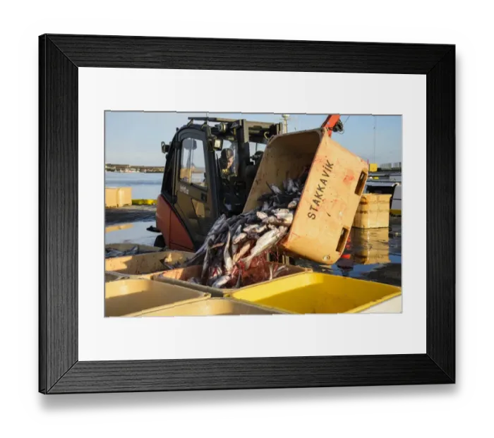 Framed Print : Commercial fishing, unloading and sorting Atlantic Cod (Gadus morhua) catch in harbour, Grindavik, Southern Peninsula Framed Print : Commercial fishing, unloading and sorting Atlantic Cod (Gadus morhua) catch in harbour, Grindavik, Southern Peninsula