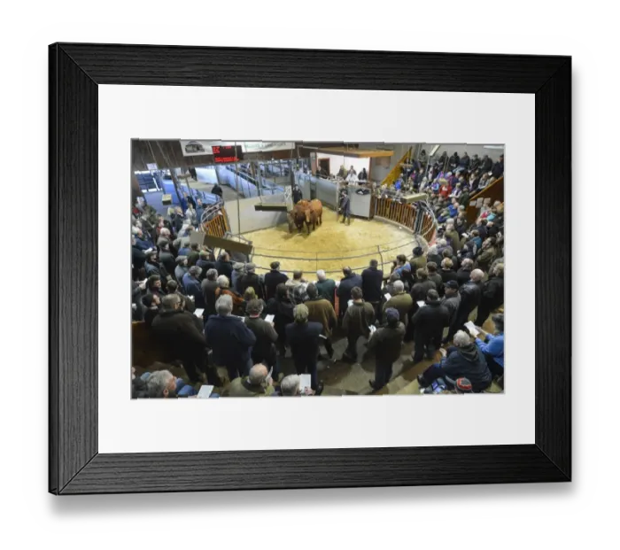 Framed Print : Livestock market, selling Luing beef cattle in auction ring, Castle Douglas, Dumfries and Galloway, Scotland, February Framed Print : Livestock market, selling Luing beef cattle in auction ring, Castle Douglas, Dumfries and Galloway, Scotland, February