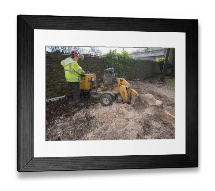 Framed Print : Worker using Carlton stump grinder to remove tree stump, Whalley, Clitheroe, Lancashire, England, January Framed Print : Worker using Carlton stump grinder to remove tree stump, Whalley, Clitheroe, Lancashire, England, January