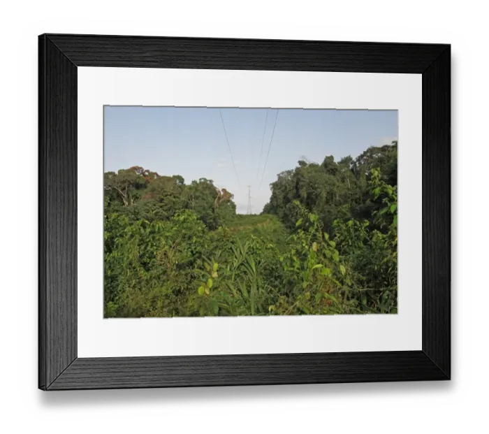 Framed Print : Electricity transmission pylons crossing clearing in tropical rainforest, Ankasa Reserve, Ghana, February Framed Print : Electricity transmission pylons crossing clearing in tropical rainforest, Ankasa Reserve, Ghana, February