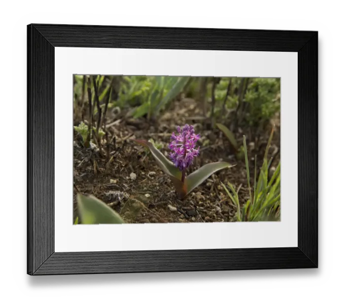 Framed Print : Ledebouria (Ledebouria ovatifolia) flowering, Royal Natal N. P. Drakensberg Mountains, KwaZulu-Natal, South Africa Framed Print : Ledebouria (Ledebouria ovatifolia) flowering, Royal Natal N. P. Drakensberg Mountains, KwaZulu-Natal, South Africa