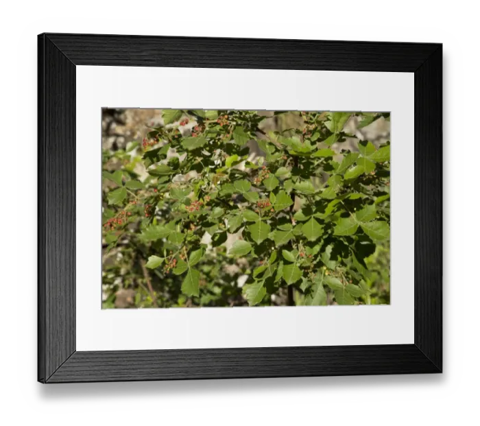 Framed Print : Nama-berry (Rhus dentata) close-up of leaves and fruit, Royal Natal N. P. Drakensberg Mountains, KwaZulu-Natal Framed Print : Nama-berry (Rhus dentata) close-up of leaves and fruit, Royal Natal N. P. Drakensberg Mountains, KwaZulu-Natal