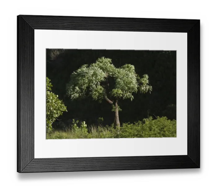 Framed Print : Mountain Cabbage Tree (Cussonia paniculata subsp. sinuata) habit, Royal Natal N. P Framed Print : Mountain Cabbage Tree (Cussonia paniculata subsp. sinuata) habit, Royal Natal N. P
