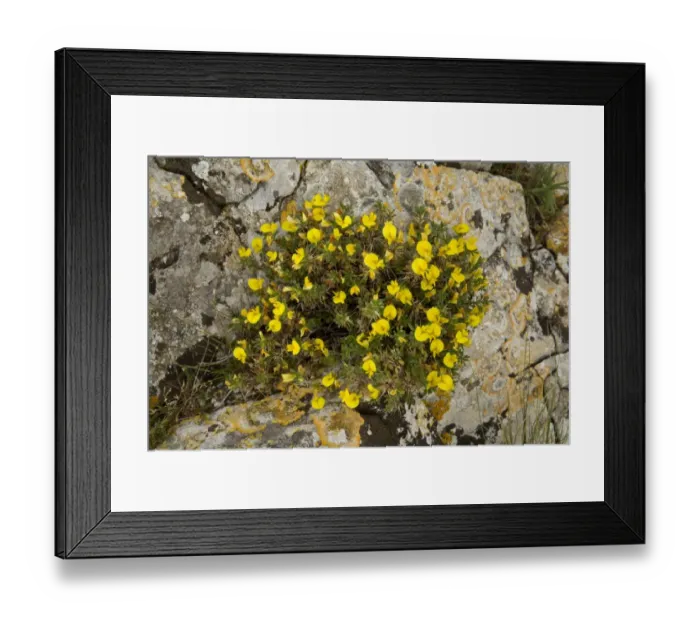Framed Print : Dwarf Restharrow (Ononis minutissima) flowering, growing on limestone rock, Southwest France, October Framed Print : Dwarf Restharrow (Ononis minutissima) flowering, growing on limestone rock, Southwest France, October