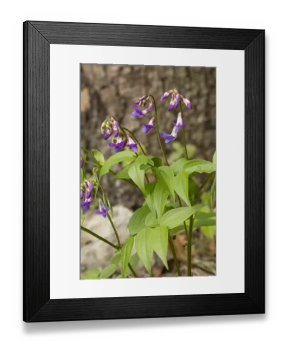 Framed Print : Spring Pea (Lathyrus vernus) flowering, growing in woodland, Vercors, French Alps, France, May Framed Print : Spring Pea (Lathyrus vernus) flowering, growing in woodland, Vercors, French Alps, France, May