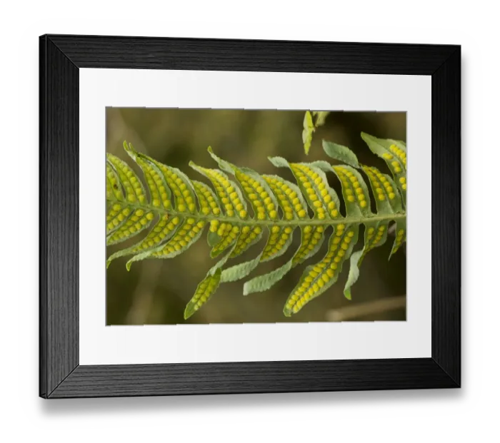 Framed Print : Intermediate Polypody (Polypodium interjectum) close-up of fertile frond, East Lyn River Valley, Exmoor N. P