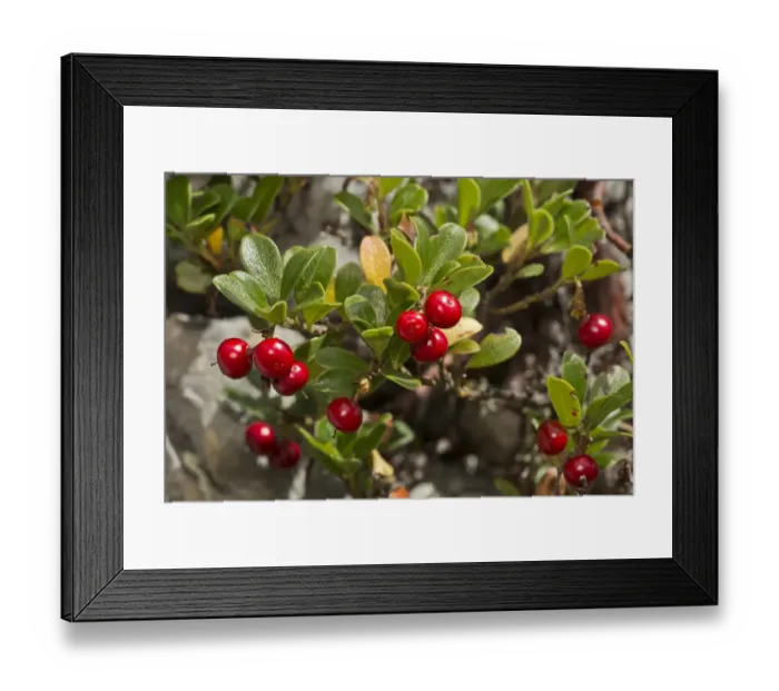 Framed Print : Bearberry (Arctostaphylos uva-ursi) in fruit, French Alps, France, August Framed Print : Bearberry (Arctostaphylos uva-ursi) in fruit, French Alps, France, August