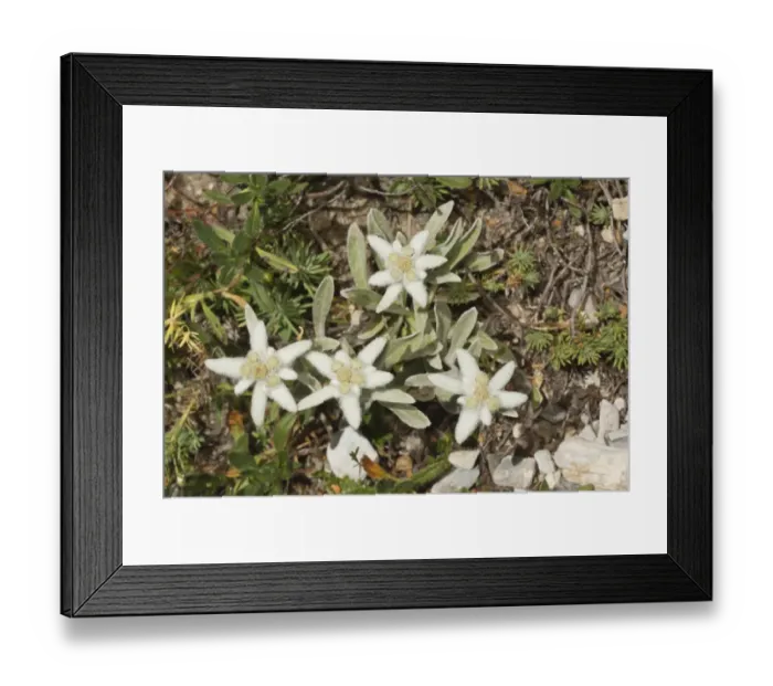 Framed Print : Edelweiss (Leontopodium alpinum) flowering, Maritime Alps, France, September