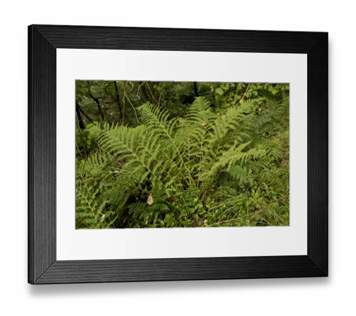 Framed Print : Hay-scented Buckler Fern (Dryopteris aemula) fronds, growing in woodland, East Lyn River Valley, Exmoor N. P Framed Print : Hay-scented Buckler Fern (Dryopteris aemula) fronds, growing in woodland, East Lyn River Valley, Exmoor N. P