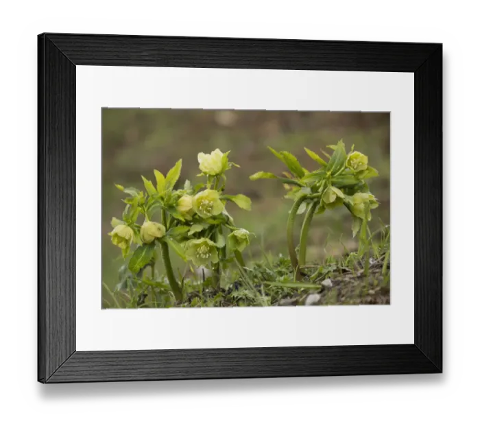 Framed Print : Green Hellebore (Helleborus viridis) flowering, French Pyrenees, France, May Framed Print : Green Hellebore (Helleborus viridis) flowering, French Pyrenees, France, May