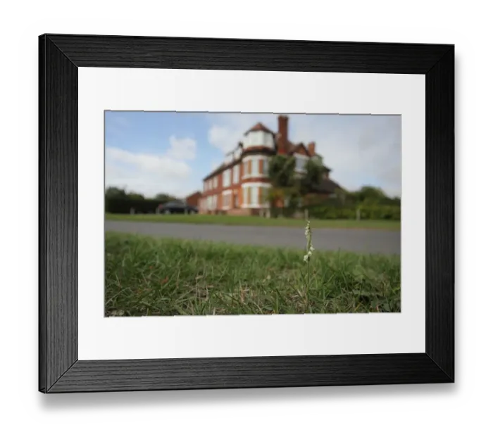 Framed Print : Autumn Lady s-tresses (Spiranthes spiralis) flowering, growing on roadside verge in coastal village
