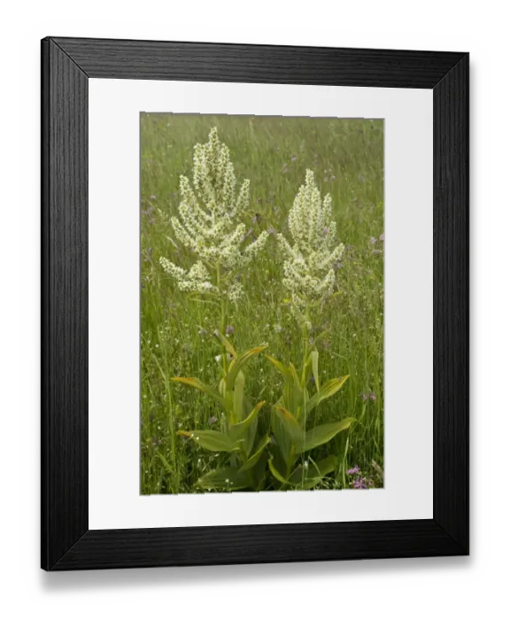 Framed Print : White False Helleborine (Veratrum album) flowering, growing in pasture, Carpathians, Romania, June