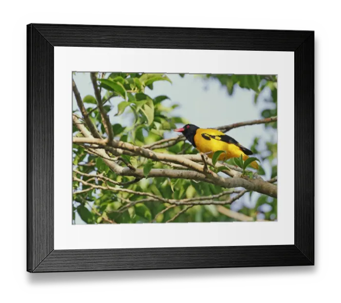 Framed Print : Black-hooded Oriole (Oriolus xanthornus ceylonensis) adult male, perched on branch, Polonnaruwa, Sri Lanka, February