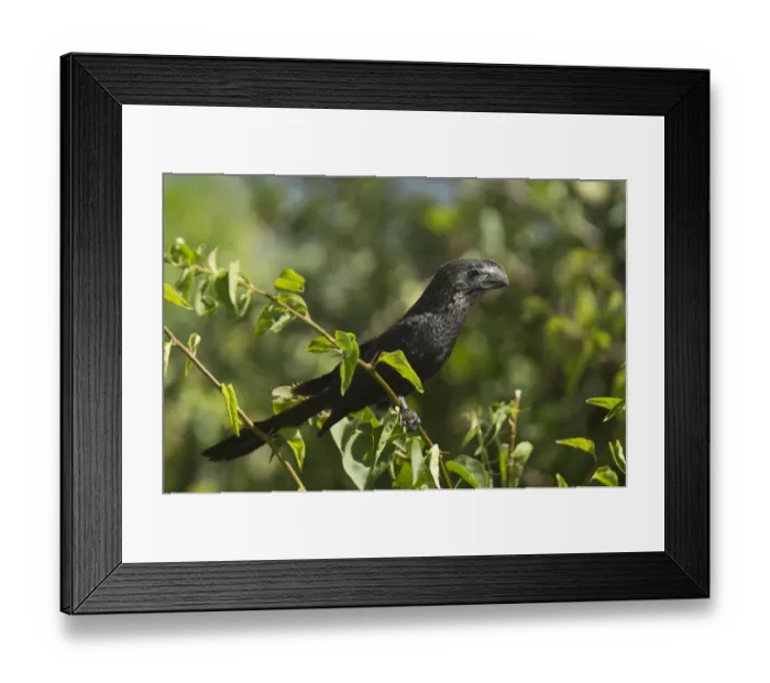 Framed Print : Smooth-billed Ani (Crotophaga ani) adult, perched on twig, Trinidad, Trinidad and Tobago, February Framed Print : Smooth-billed Ani (Crotophaga ani) adult, perched on twig, Trinidad, Trinidad and Tobago, February