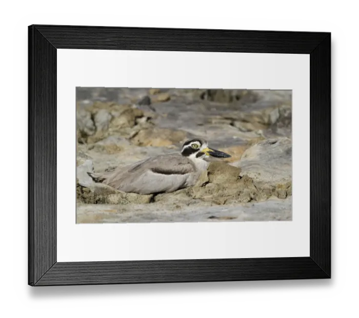 Framed Print : Great Thick-knee (Esacus recurvirostris) adult, resting on dry mud, Yala N. P. Sri Lanka, February Framed Print : Great Thick-knee (Esacus recurvirostris) adult, resting on dry mud, Yala N. P. Sri Lanka, February