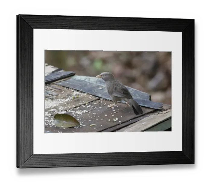 Framed Print : Yellow-billed Babbler (Turdoides affinis taprobanus) endemic race, immature Framed Print : Yellow-billed Babbler (Turdoides affinis taprobanus) endemic race, immature