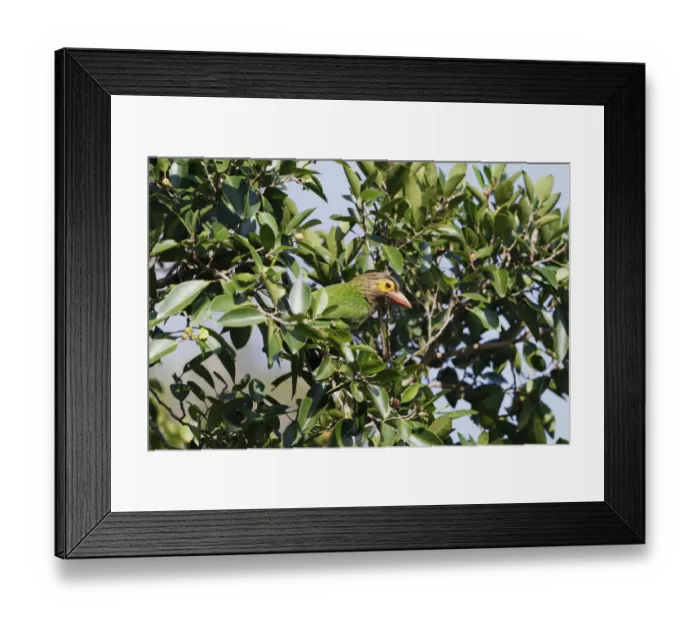 Framed Print : Brown-headed Barbet (Megalaima zeylanica) adult, perched in tree, Polonnaruwa, Sri Lanka, February Framed Print : Brown-headed Barbet (Megalaima zeylanica) adult, perched in tree, Polonnaruwa, Sri Lanka, February