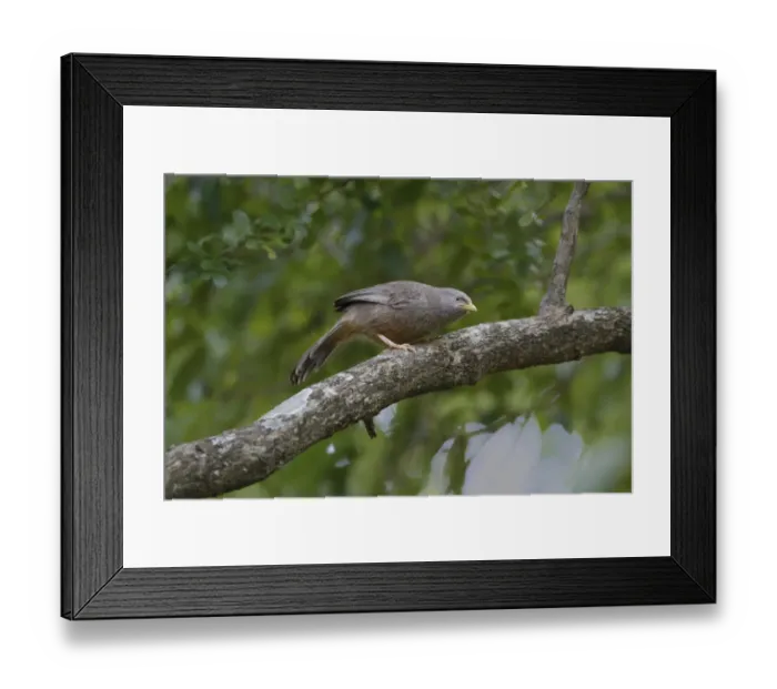 Framed Print : Yellow-billed Babbler (Turdoides affinis taprobanus) endemic race, adult, perched on branch, Polonnaruwa N. P Framed Print : Yellow-billed Babbler (Turdoides affinis taprobanus) endemic race, adult, perched on branch, Polonnaruwa N. P