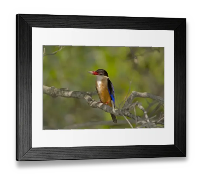 Framed Print : Black-capped Kingfisher (Halcyon pileata) adult, with mud on beak, perched on branch, Sundarbans, Ganges Delta