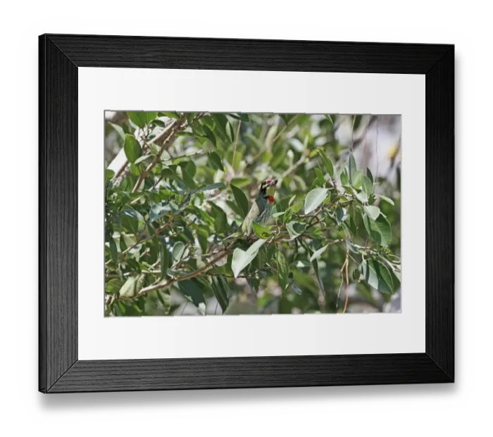 Framed Print : Coppersmith Barbet (Megalaima haemacephala indica) adult, perched in tree, Polonnaruwa, Sri Lanka, February Framed Print : Coppersmith Barbet (Megalaima haemacephala indica) adult, perched in tree, Polonnaruwa, Sri Lanka, February