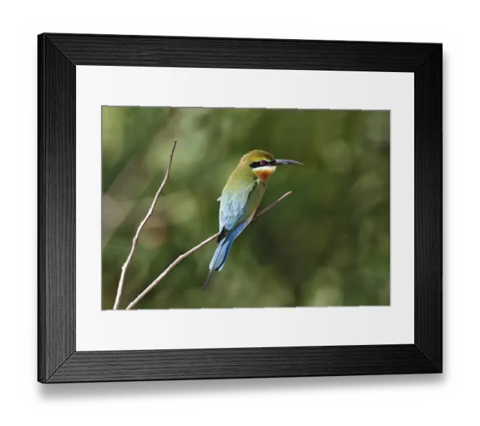 Framed Print : Blue-tailed Bee-eater (Merops philippinus) adult, perched on twig, Yala N. P. Sri Lanka, February Framed Print : Blue-tailed Bee-eater (Merops philippinus) adult, perched on twig, Yala N. P. Sri Lanka, February