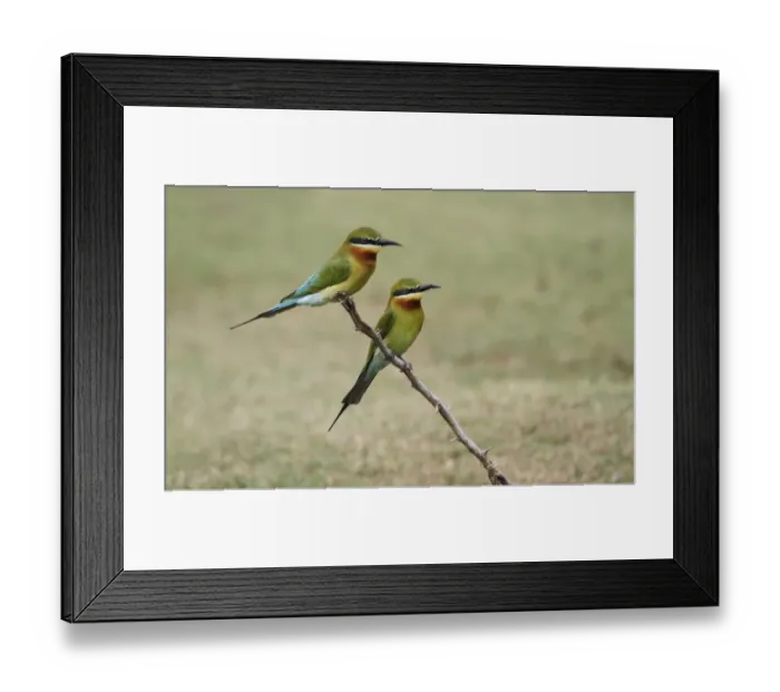 Framed Print : Blue-tailed Bee-eater (Merops philippinus) adult pair, perched on dead branch, Yala N. P. Sri Lanka, February Framed Print : Blue-tailed Bee-eater (Merops philippinus) adult pair, perched on dead branch, Yala N. P. Sri Lanka, February