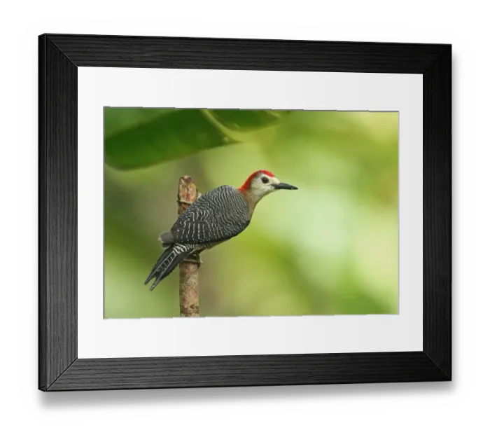 Framed Print : Jamaican Woodpecker (Melanerpes radiolatus) adult male, clinging to stick, Marshalls Pen, Jamaica, December Framed Print : Jamaican Woodpecker (Melanerpes radiolatus) adult male, clinging to stick, Marshalls Pen, Jamaica, December