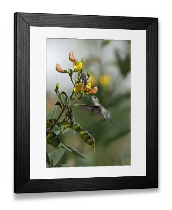 Framed Print : Vervain Hummingbird (Mellisuga minima minima) adult, in flight, feeding at pigeon pea flowers, Linstead, Jamaica Framed Print : Vervain Hummingbird (Mellisuga minima minima) adult, in flight, feeding at pigeon pea flowers, Linstead, Jamaica