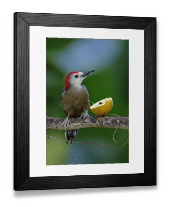 Framed Print : Jamaican Woodpecker (Melanerpes radiolatus) adult male, feeding on fruit at feeding station, Marshalls Pen, Jamaica Framed Print : Jamaican Woodpecker (Melanerpes radiolatus) adult male, feeding on fruit at feeding station, Marshalls Pen, Jamaica