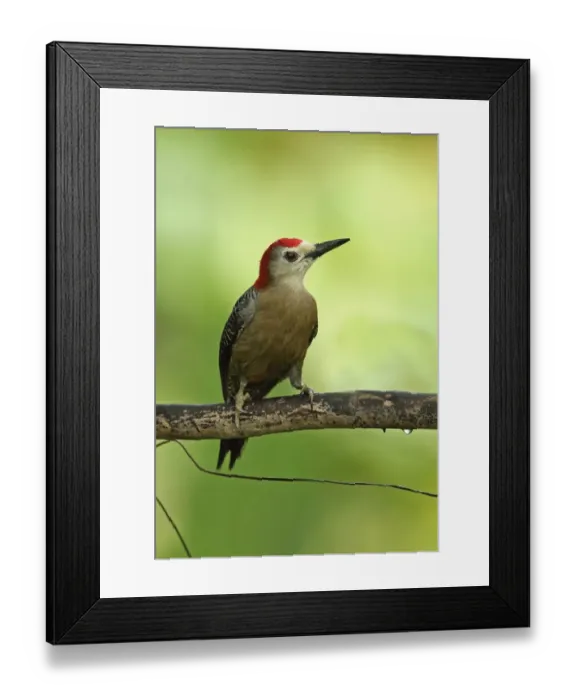 Framed Print : Jamaican Woodpecker (Melanerpes radiolatus) adult male, perched on branch, Marshalls Pen, Jamaica, December