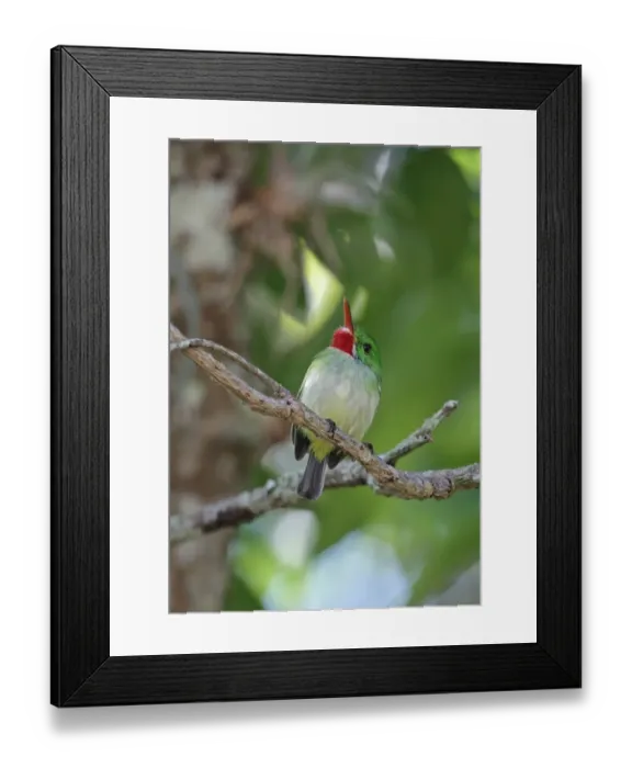 Framed Print : Jamaican Tody (Todus todus) adult, looking up, perched on twig, Marshalls Pen, Jamaica, December Framed Print : Jamaican Tody (Todus todus) adult, looking up, perched on twig, Marshalls Pen, Jamaica, December