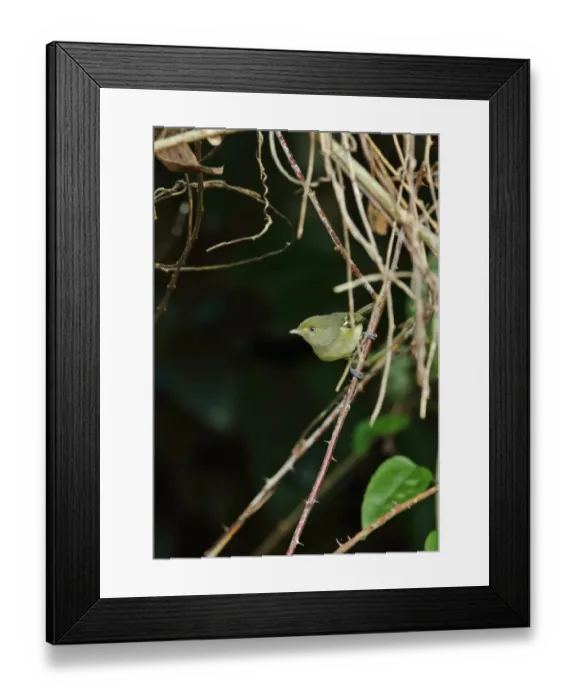Framed Print : Jamaican Vireo (Vireo modestus) adult, perched on thorny stem, Marshalls Pen, Jamaica, December Framed Print : Jamaican Vireo (Vireo modestus) adult, perched on thorny stem, Marshalls Pen, Jamaica, December