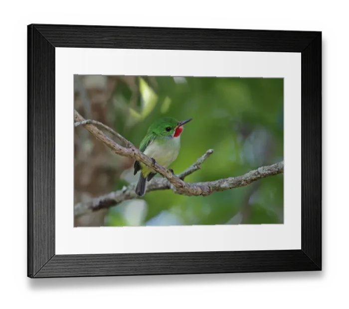 Framed Print : Jamaican Tody (Todus todus) adult, perched on twig, Marshalls Pen, Jamaica, December Framed Print : Jamaican Tody (Todus todus) adult, perched on twig, Marshalls Pen, Jamaica, December