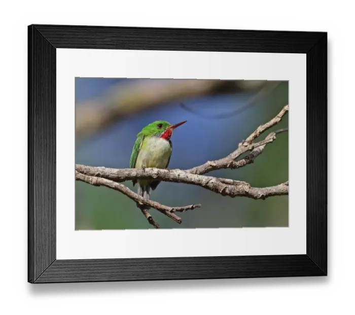 Framed Print : Jamaican Tody (Todus todus) adult, perched on twig, Marshalls Pen, Jamaica, December Framed Print : Jamaican Tody (Todus todus) adult, perched on twig, Marshalls Pen, Jamaica, December