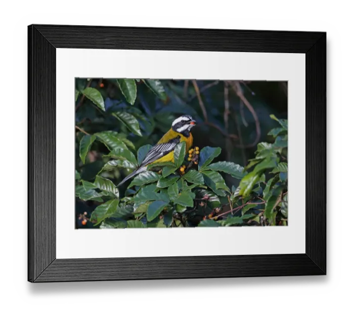 Framed Print : Jamaican Stripe-headed Tanager (Spindalis nigricephala) adult male, feeding on fruit in fruiting bush, Marshalls Pen Framed Print : Jamaican Stripe-headed Tanager (Spindalis nigricephala) adult male, feeding on fruit in fruiting bush, Marshalls Pen