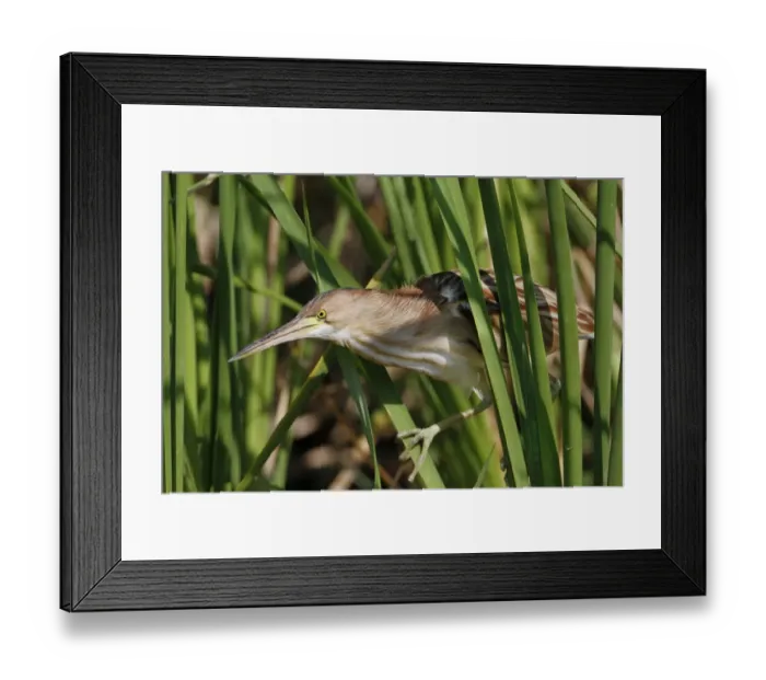 Framed Print : Yellow Bittern (Ixobrychus sinensis) immature, fishing among reeds, Bundala N. P. Sri Lanka, February Framed Print : Yellow Bittern (Ixobrychus sinensis) immature, fishing among reeds, Bundala N. P. Sri Lanka, February
