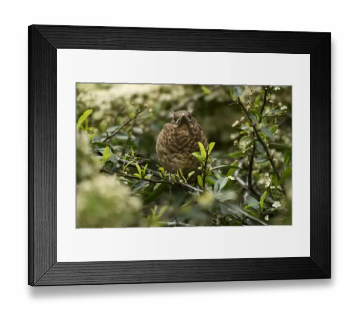 Framed Print : European Blackbird (Turdus merula) fledgling, perched in bush, Merseyside, England, May