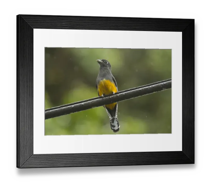 Framed Print : Violaceous Trogon (Trogon violaceus violaceus) adult female, perched on overhead wire during rainfall, Trinidad Framed Print : Violaceous Trogon (Trogon violaceus violaceus) adult female, perched on overhead wire during rainfall, Trinidad