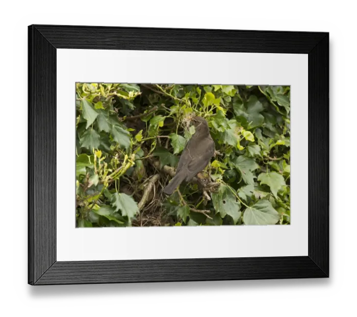 Framed Print : European Blackbird (Turdus merula) adult female, with nesting material in beak, at nestsite amongst ivy, England, May Framed Print : European Blackbird (Turdus merula) adult female, with nesting material in beak, at nestsite amongst ivy, England, May