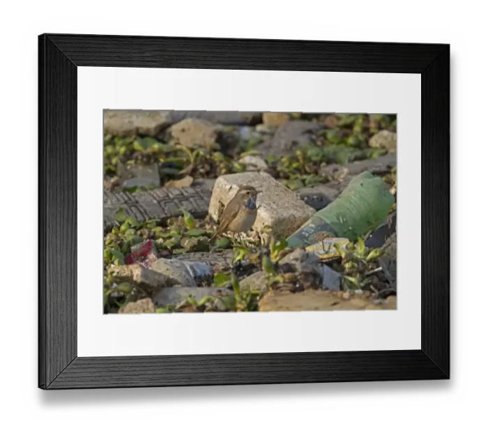 Framed Print : Bluethroat (Luscinia svecica) adult male, standing amongst discarded rubbish, Sundarbans, Ganges Delta, West Bengal Framed Print : Bluethroat (Luscinia svecica) adult male, standing amongst discarded rubbish, Sundarbans, Ganges Delta, West Bengal