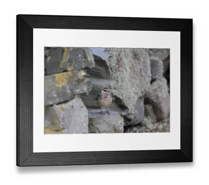 Framed Print : Bluethroat (Luscinia svecica svecica) immature male, first winter plumage, passage migrant standing on drystone wall