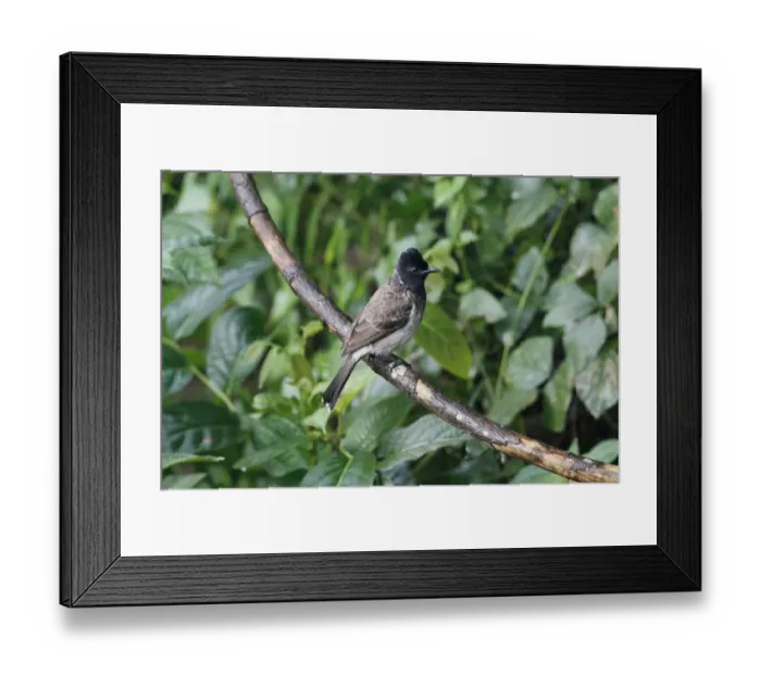 Framed Print : Red-vented Bulbul (Pycnonotus cafer cafer) adult, perched on branch in lowland rainforest, Siharaja Forest Reserve Framed Print : Red-vented Bulbul (Pycnonotus cafer cafer) adult, perched on branch in lowland rainforest, Siharaja Forest Reserve