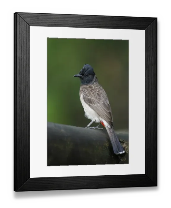 Framed Print : Red-vented Bulbul (Pycnonotus cafer cafer) adult, perched on branch in lowland rainforest, Siharaja Forest Reserve Framed Print : Red-vented Bulbul (Pycnonotus cafer cafer) adult, perched on branch in lowland rainforest, Siharaja Forest Reserve