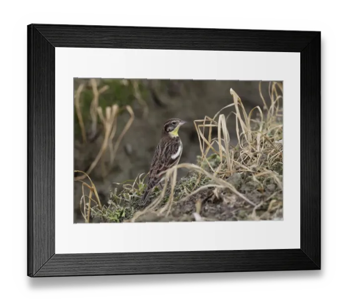 Framed Print : Yellow-breasted Bunting (Emberiza aureola) adult, (faded breeding) winter plumage, standing in vegetable field Framed Print : Yellow-breasted Bunting (Emberiza aureola) adult, (faded breeding) winter plumage, standing in vegetable field